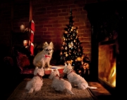Mr Peabodys Christmas tails